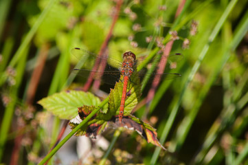 Dragonfly pretty