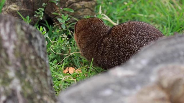Common dwarf mongoose, Helogale parvula, close up footage of head and body while resting/eating near grass during summer.