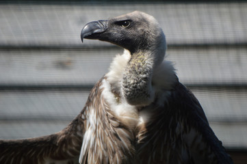 Vulture in zoo