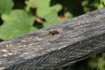 insects in nature