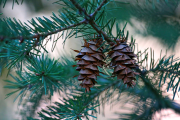 Closeup view of cones that grow on a coniferous tree branch