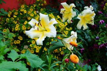 Yellow Asiatic lily flower in bloom growing in the garden