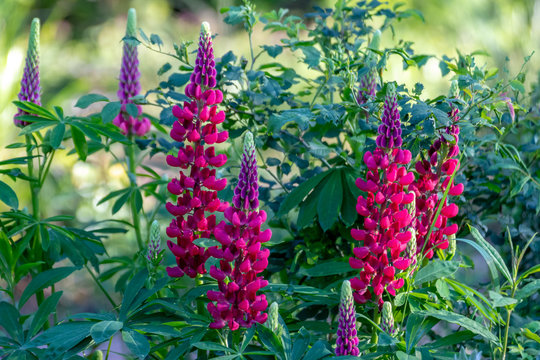 red lupine plants  (Lupinus My castle)