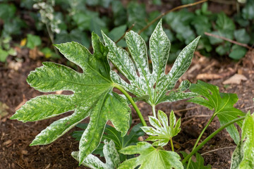 The leaf of a Fatsia japonica 'Spider's Web' plant 