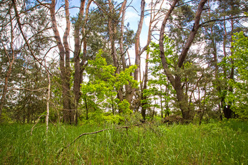 Fototapeta premium Beautiful trees root and bark in the forest nature landscape green grass