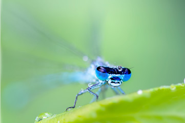 Blue damsel, dragon fly nature close up