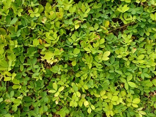 Leaves texture. Botany nature foliage wallpaper.