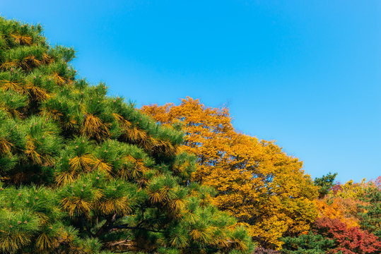Pine tree and colorful autumn leaves on trees with blue sky background. © prasith