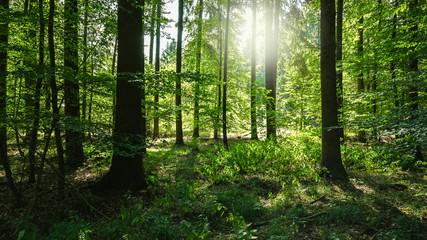 Natural environment morning in the wild green fern forest of europe with sunlight sunrise. Nature...