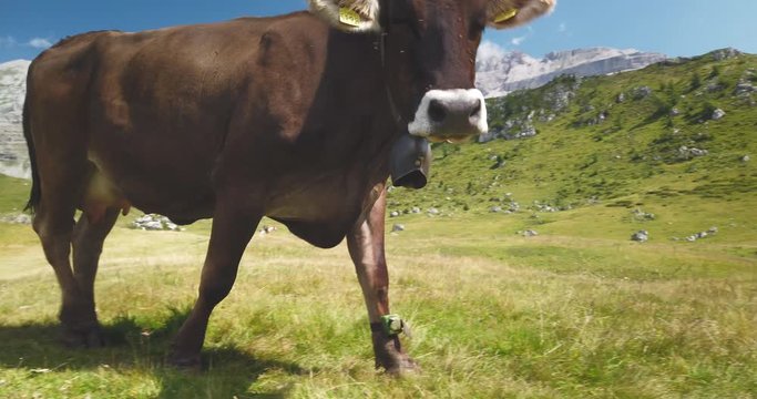 Close-up of  brown cows are walking on a gren lawn surrounded with mountains. Concept of: nature, milk, tradition, healthy foods, vegan