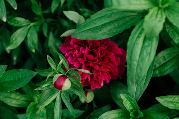 Red peonies in the garden. Blooming red peony.