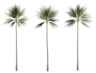 Palm tree 2D rendering graphic picture isolated on white background. For decorating the garden and forest.