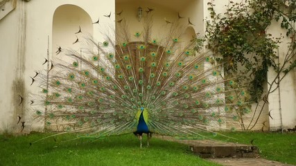 Peacock on territory of medieval castle Blatna in spring time, Czech Republic