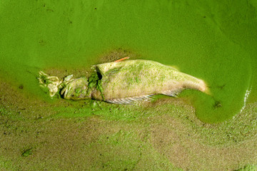 Fish died on a shore because of a summertime warm. Algae from dead water made fish look green....