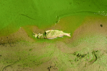 Fish died on a shore because of a summertime warm. Algae from dead water made fish look green....