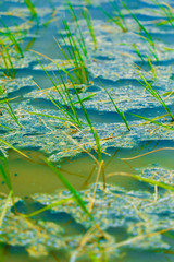Terraced rice field in water season in India 