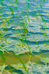 Terraced rice field in water season in India 