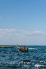 sea wiev with pier, seagulls and cormorant