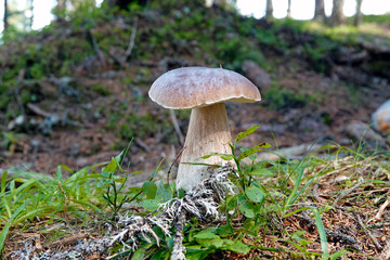 beautiful mushroom,  boletus edulis on the forest floor 