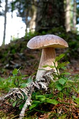 beautiful mushroom,  boletus edulis on the forest floor 