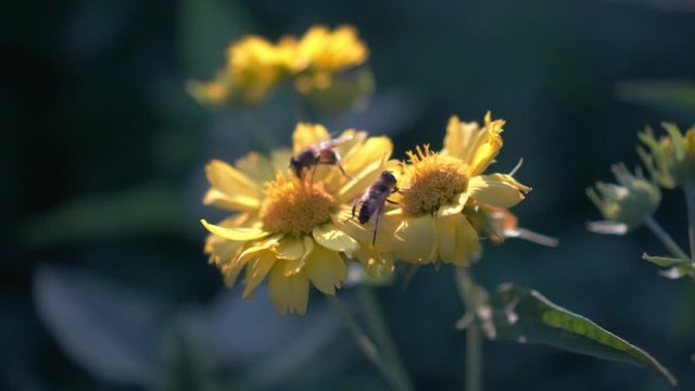 Insect bees sit on yellow flowers and collect nectar.