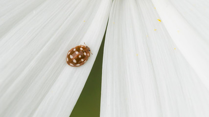 Cream-spot Ladybird