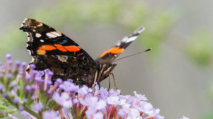 Red Admiral On Buddleia