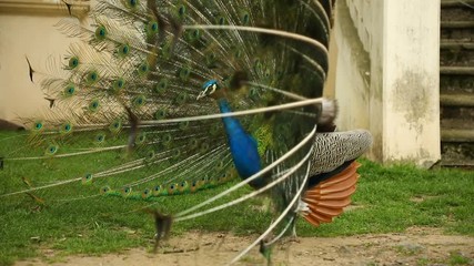 Peacock on territory of medieval castle Blatna in spring time, Czech Republic