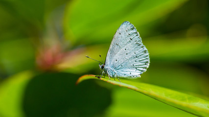 Holly Blue