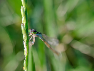 Macrophotography - Insect and plant with blurry background