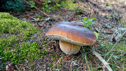 Fototapeta premium beautiful mushroom, boletus edulis on the forest floor 