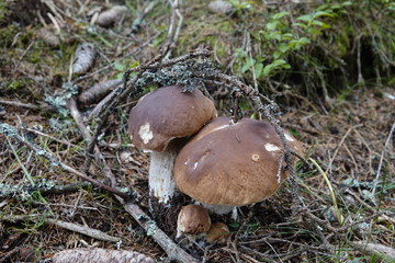 beautiful mushroom,  boletus edulis on the forest floor 