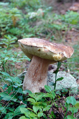 beautiful mushroom,  boletus edulis on the forest floor 