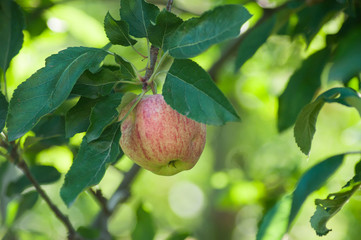 Closeup of red apple in apple tree for picking