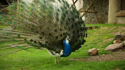 Peacock on territory of medieval castle Blatna in spring time, Czech Republic