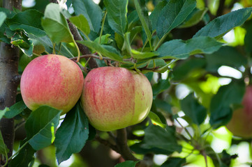 Closeup of red apple in apple tree for picking