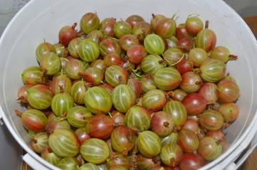 green gooseberry in a bowl