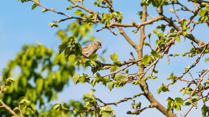 Inquisitive Sparrow