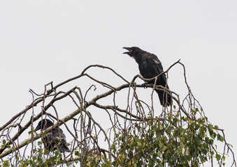 Calling Crow