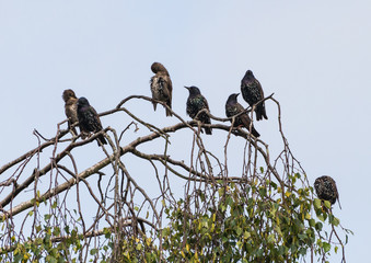 Family Meeting
