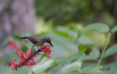 hummingbird on a branch