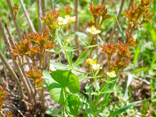 small yellow flower in the spring garden, Russia.