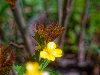 small yellow flower in the spring garden, Russia.