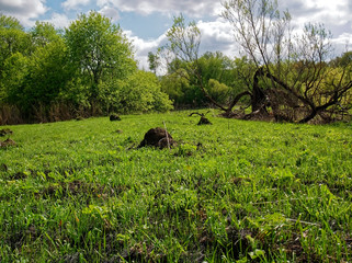 young grass after meadow fire in spring, Russia.
