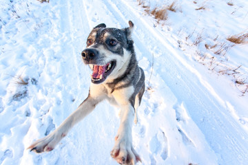 cheerful gray dog is playing fun in the snow on a sunny day