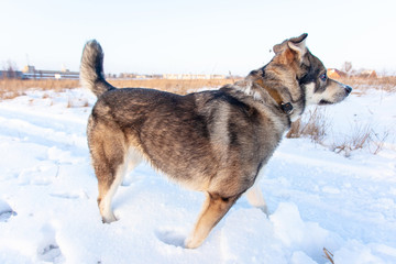 good gray dog standing in the snow on a sunny day
