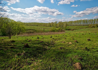 Naklejka premium young grass after meadow fire in spring, Russia.
