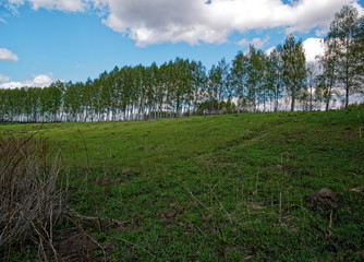 Obraz premium young grass after meadow fire in spring, Russia.