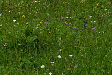 A field full of colorful wild flowers