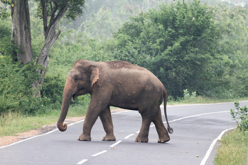 Fototapeta na wymiar Elephant Crossing the Road